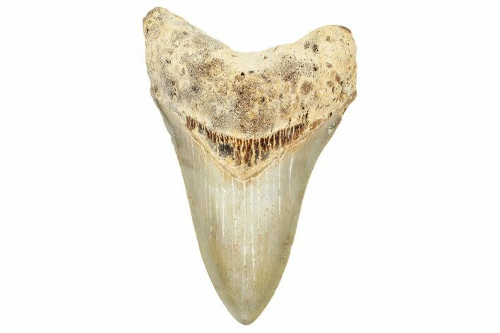 Serrated, Fossil Megalodon Tooth - North Carolina #245747